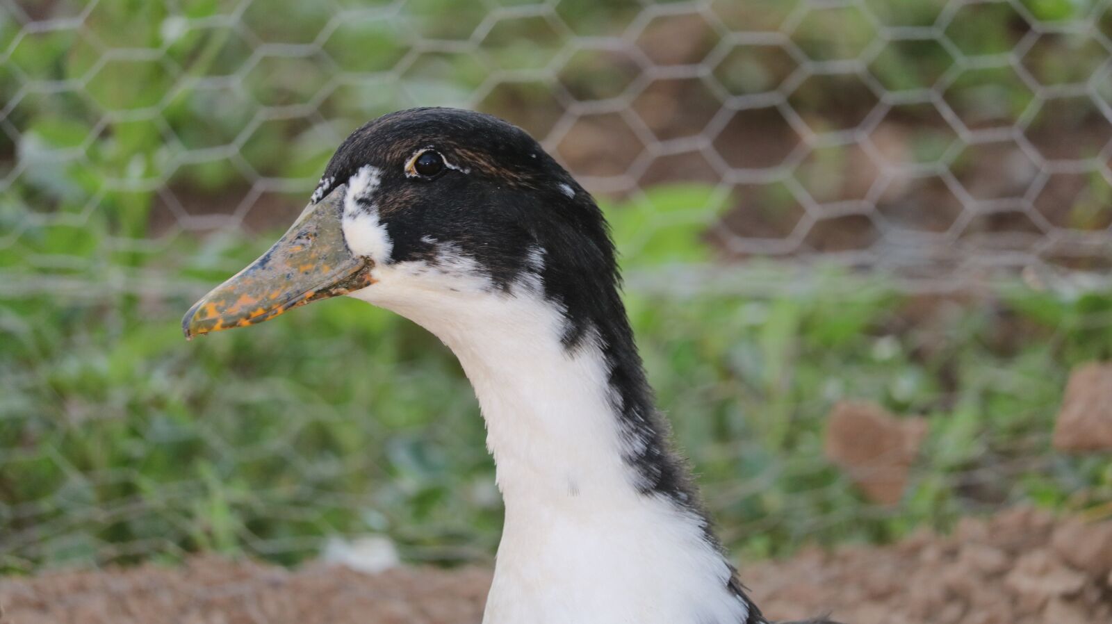 Canon EOS 750D (EOS Rebel T6i / EOS Kiss X8i) sample photo. Duck, white, animal photography