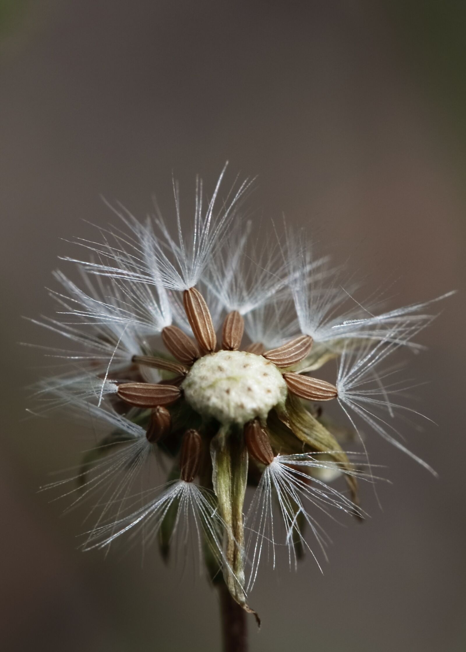 Canon EOS 80D sample photo. Flower, autumn, autumn-flowers photography