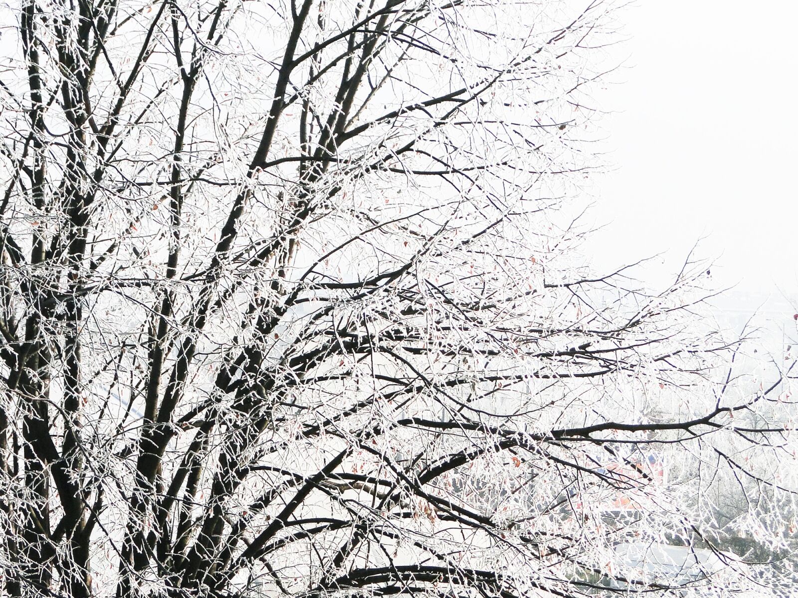 Sony Cyber-shot DSC-HX1 sample photo. Winter, tree, snow photography