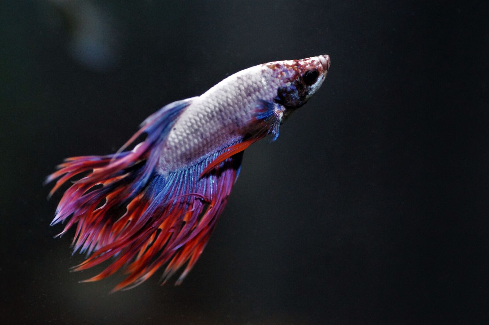 Sony SLT-A58 sample photo. Betta, fishy, aquarium photography