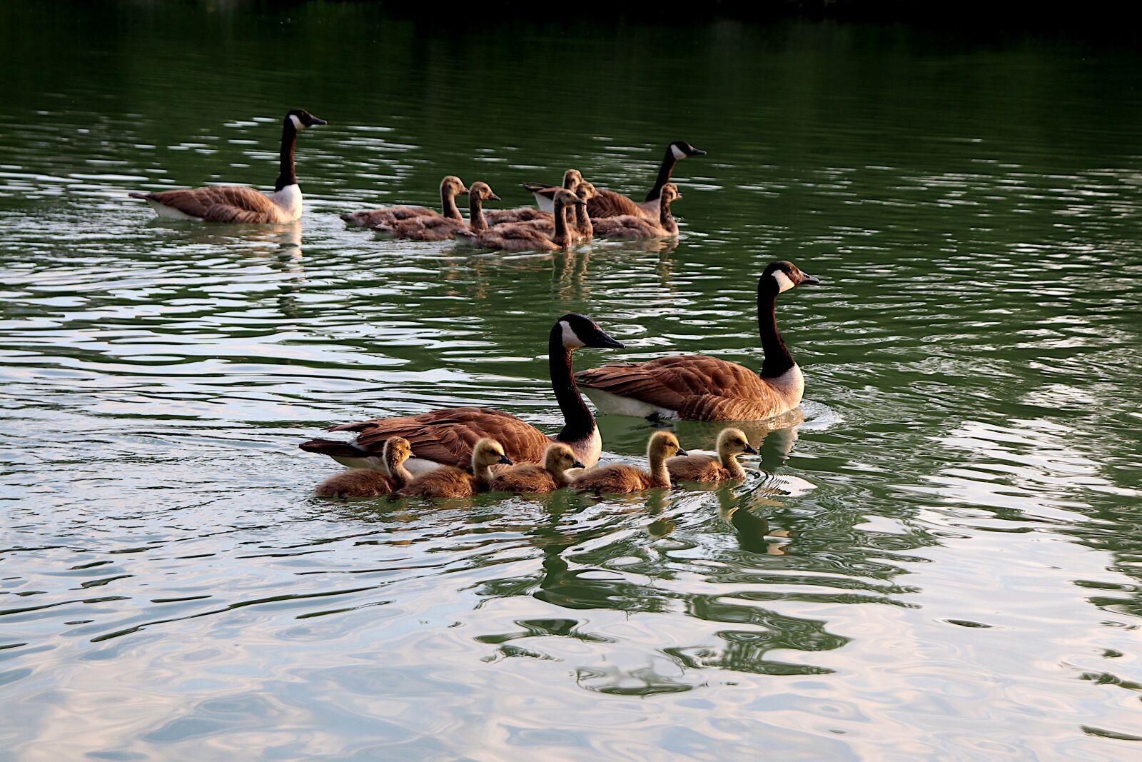 Canon EOS 800D (EOS Rebel T7i / EOS Kiss X9i) sample photo. Geese, goslings, canada goose photography