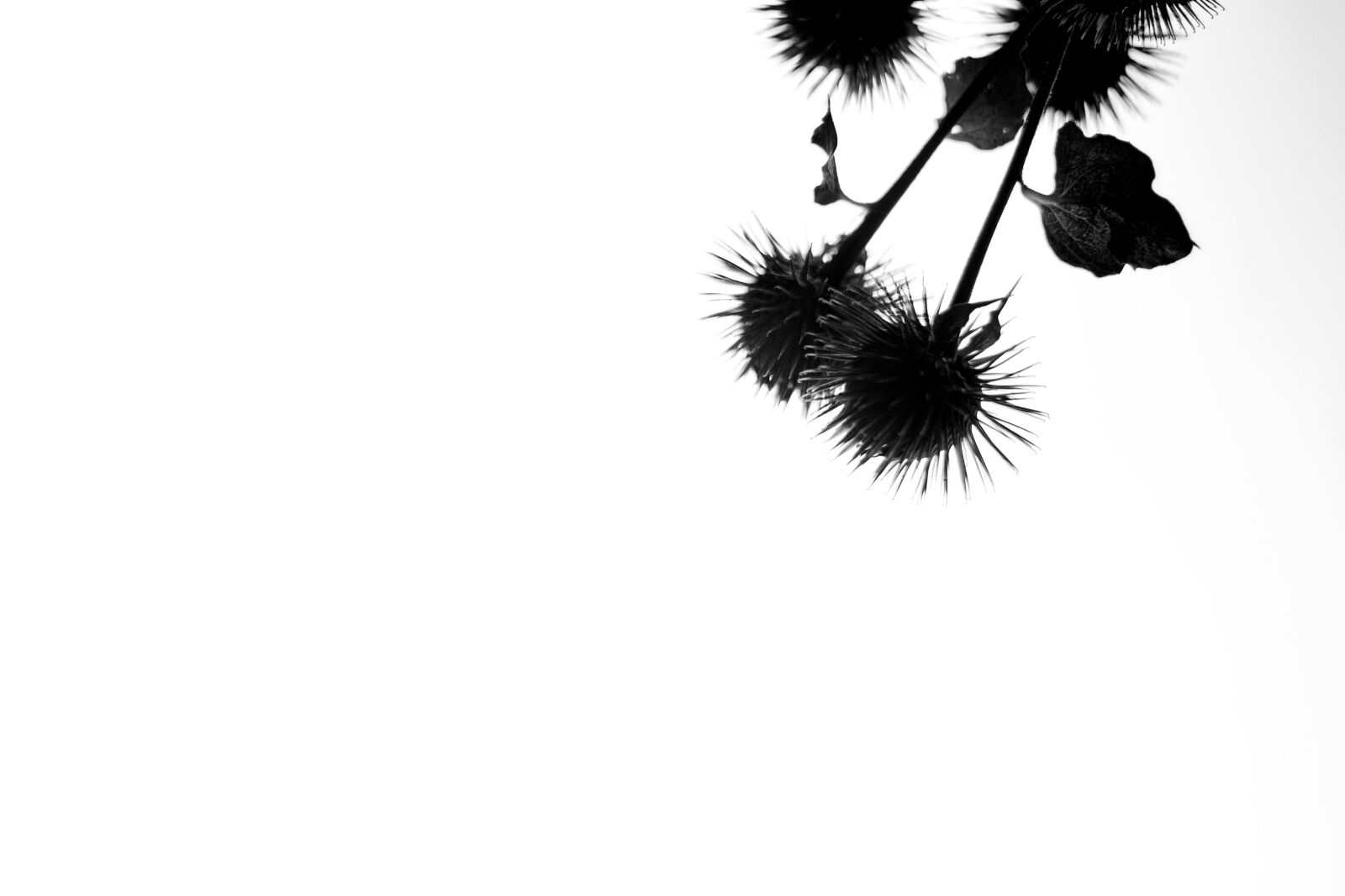 Canon EOS 80D sample photo. Black and white, thistle photography