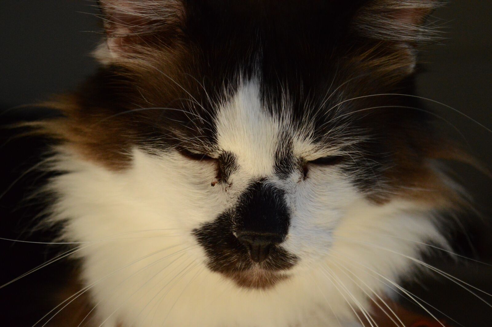Nikon D3200 sample photo. Cat, feline, animal photography