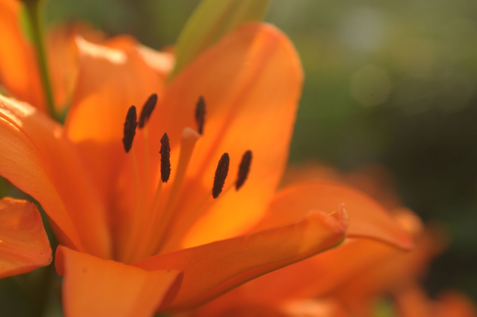 Nikon D300 sample photo. Lily, orange, flower photography