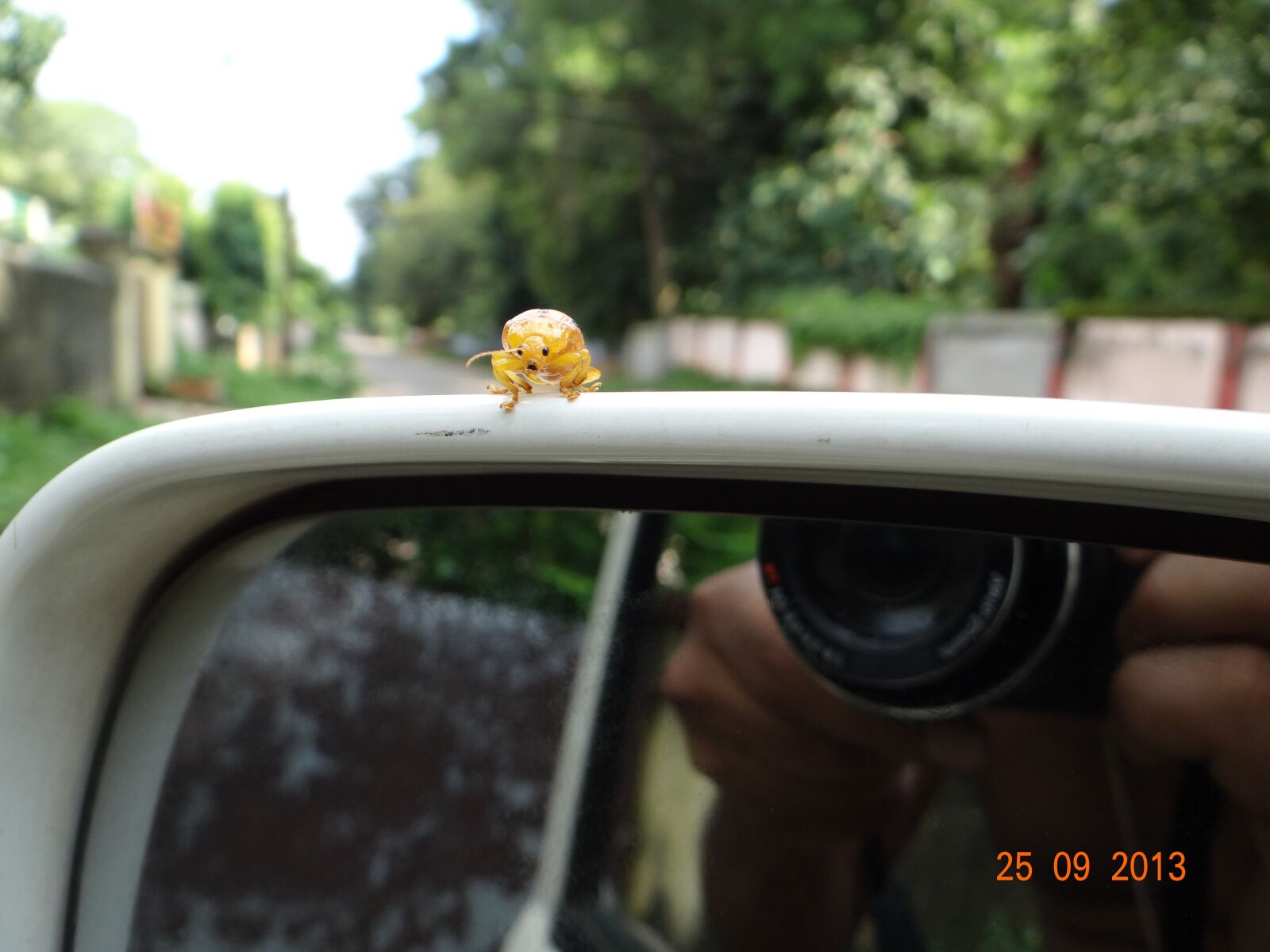 Sony DSC-HX200V sample photo. Bug, face, nature photography