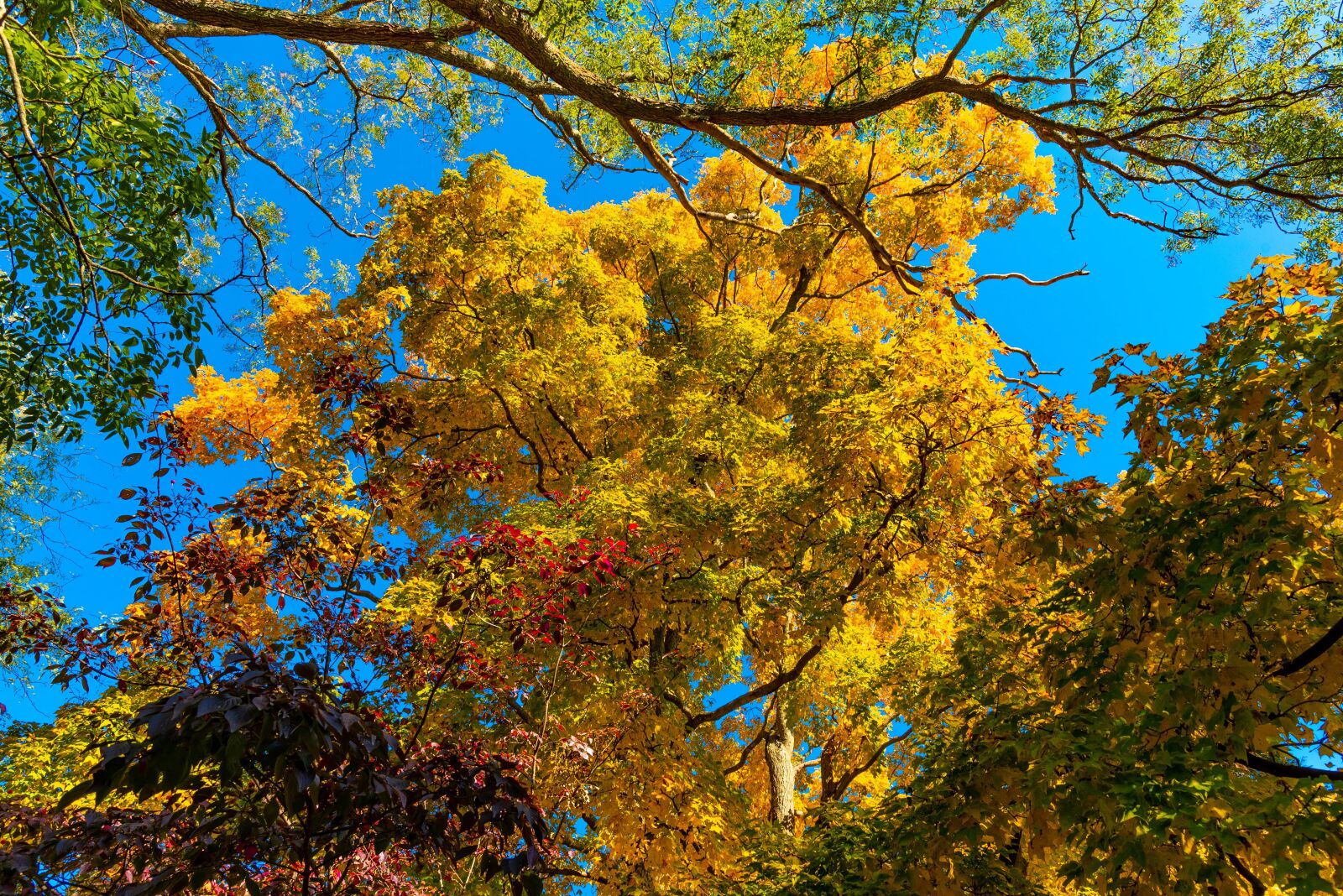 Nikon D750 sample photo. Fall, trees, colorful photography