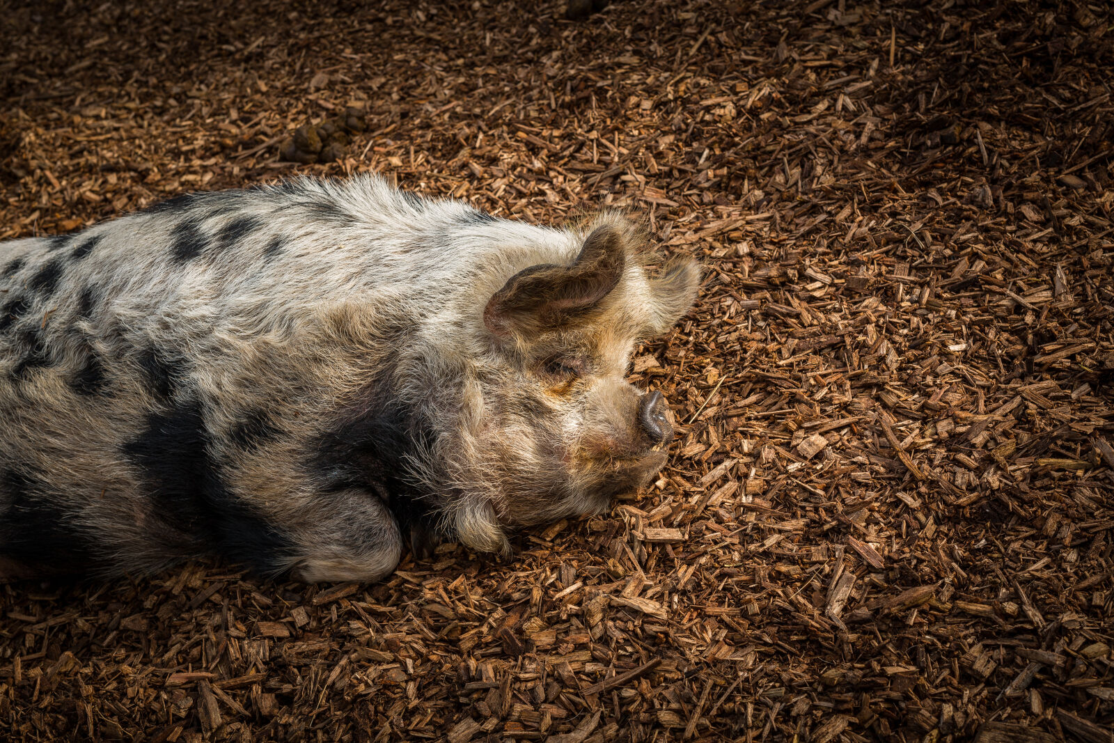 Sigma 50mm F1.4 EX DG HSM sample photo. Animal, farming, asleep, bacon photography
