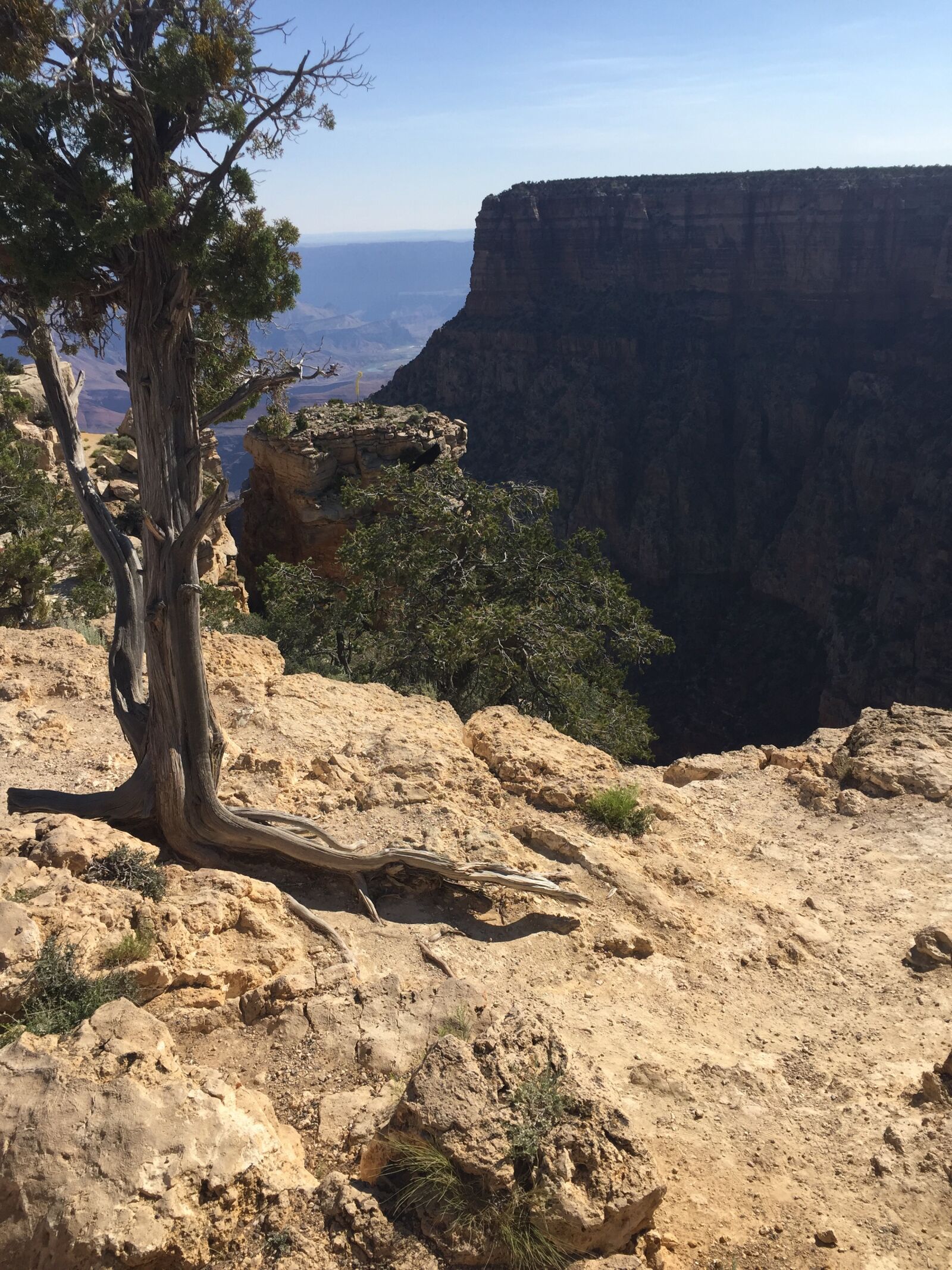 iPhone 6 back camera 4.15mm f/2.2 sample photo. Tree, mesa, vista photography