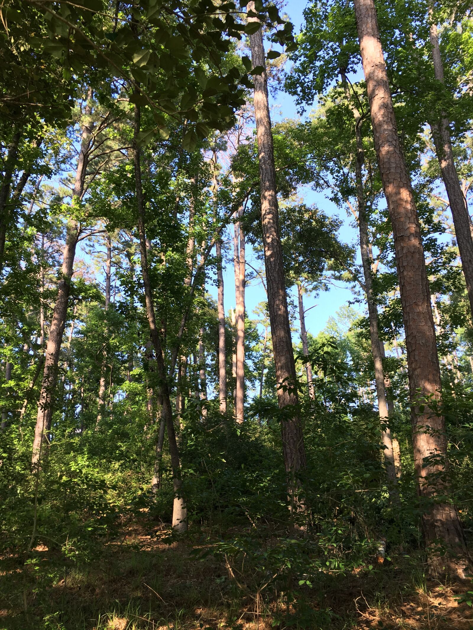Apple iPhone 6s sample photo. Forest, nature, trees photography