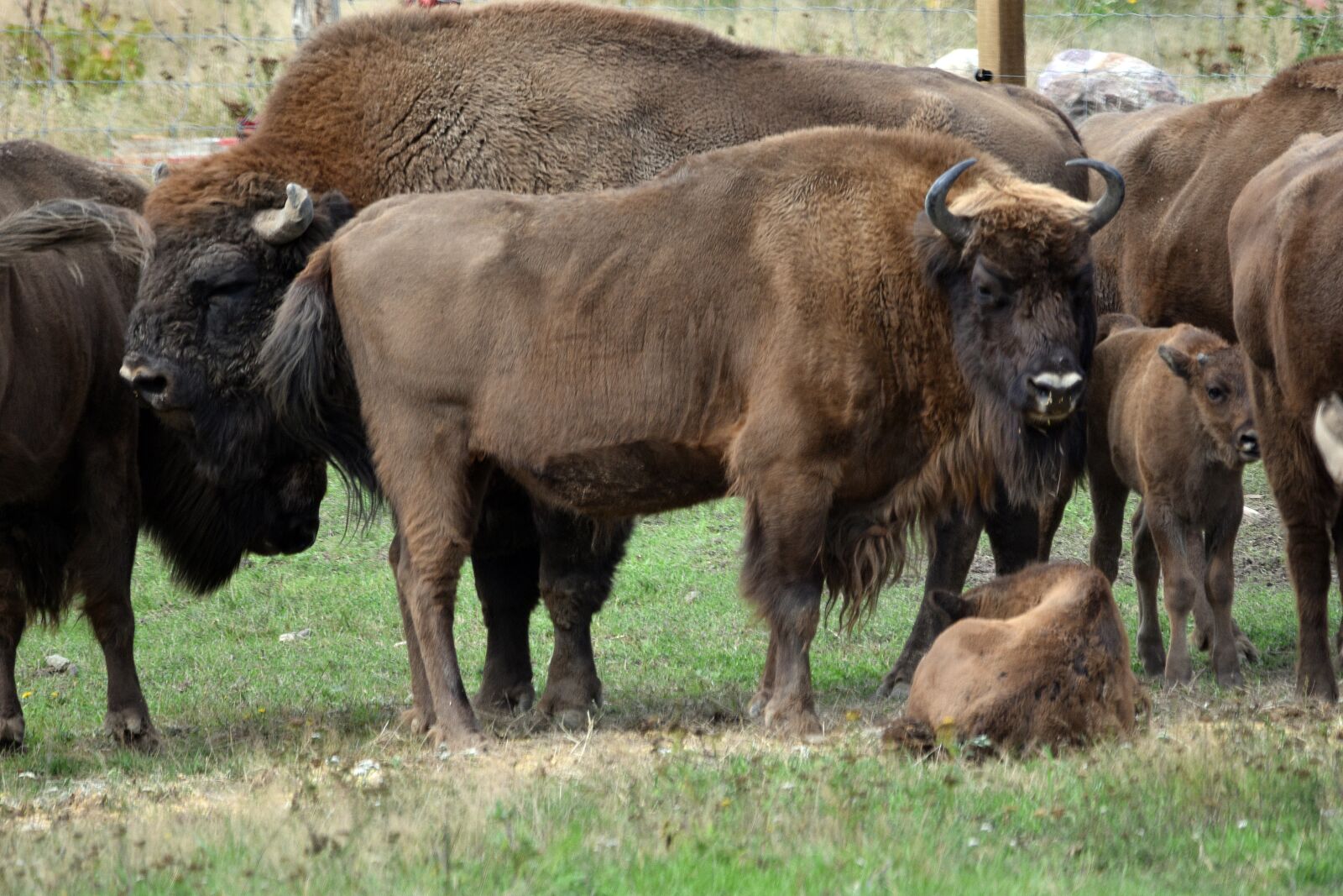 Nikon D3400 sample photo. Bison, bull, animal photography