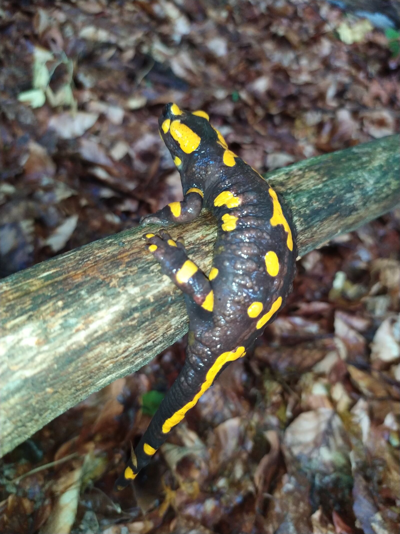 Xiaomi Redmi Note 7 sample photo. Amphibians, salamander, fire salamander photography