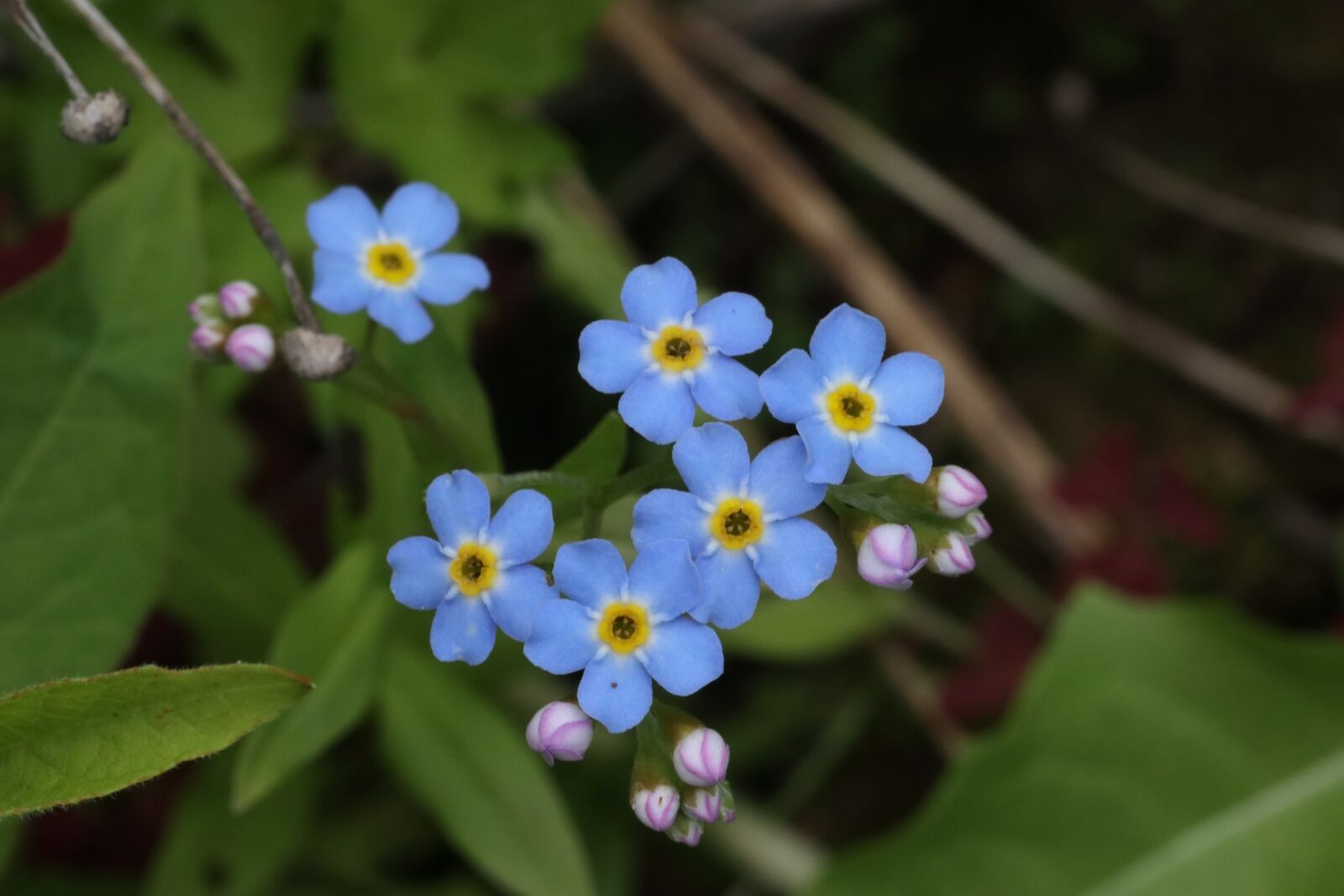 Tamron SP 90mm F2.8 Di VC USD 1:1 Macro sample photo. Forget-me-not, little, blue photography