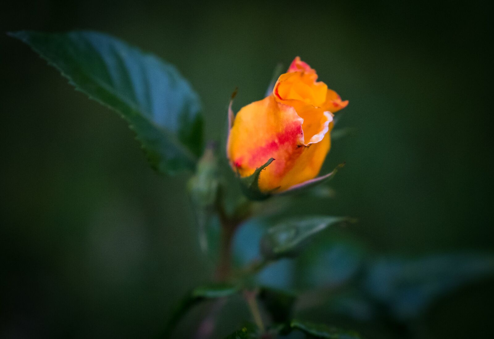 Fujifilm XF 16-55mm F2.8 R LM WR sample photo. Rose, rose bloom, bud photography