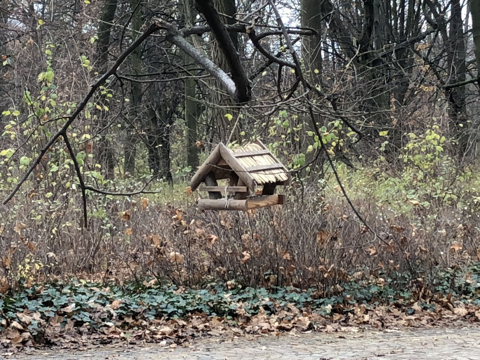 iPhone 8 back camera 3.99mm f/1.8 sample photo. Park, fall, nesting box photography