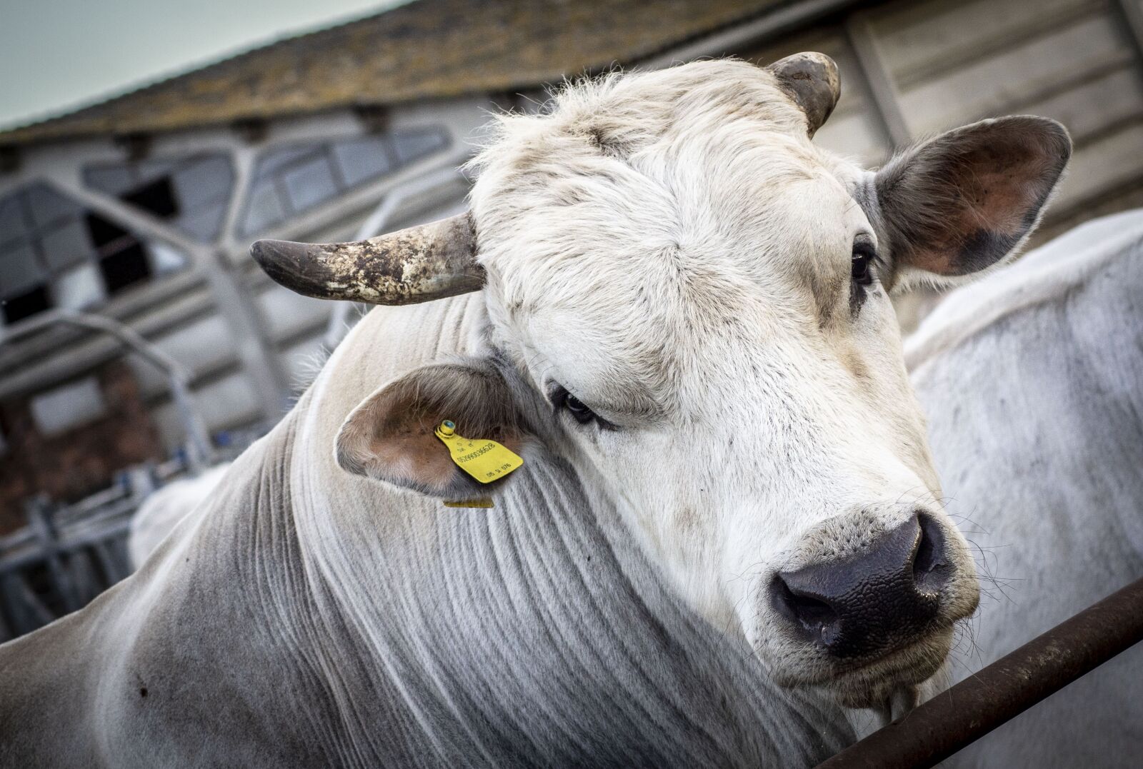 Tamron AF 70-300mm F4-5.6 Di LD Macro sample photo. Farm, valdichiana, breeding cattle photography