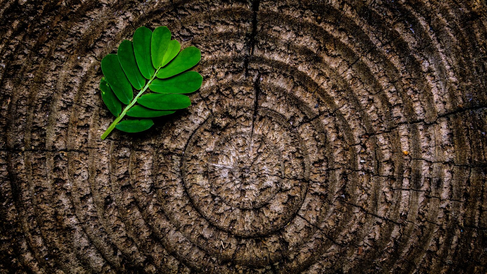 30mm F1.4 DC DN | Contemporary 016 sample photo. Abstract, leaf, tree stump photography