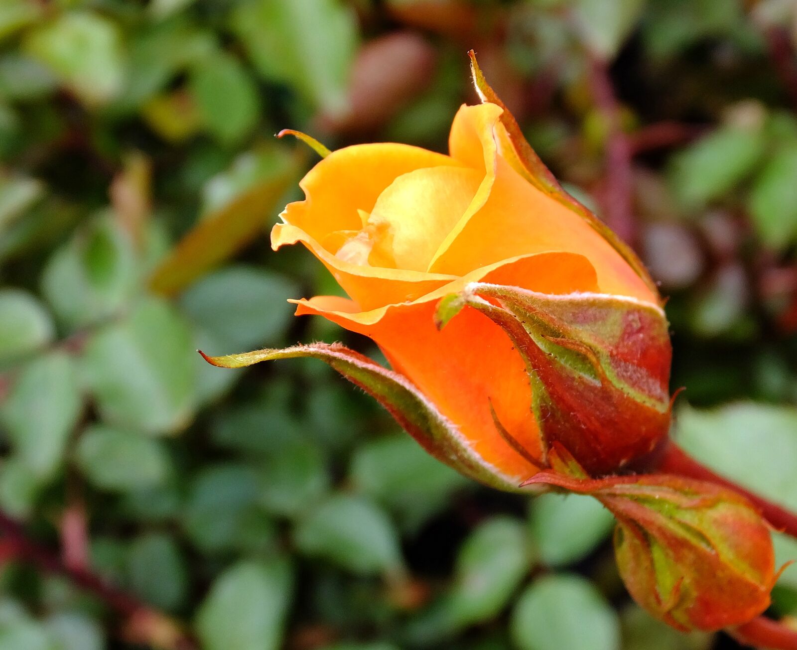 Fujifilm FinePix F900EXR sample photo. Garden, orange, flower, rose photography