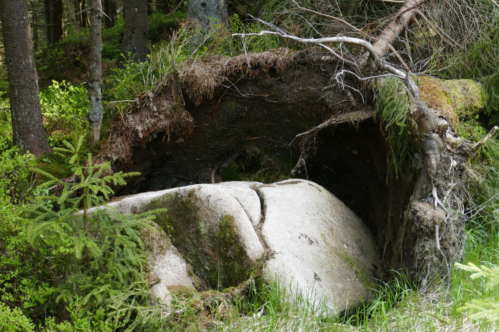 Panasonic Lumix DMC-FZ1000 sample photo. Rock, tree, root photography