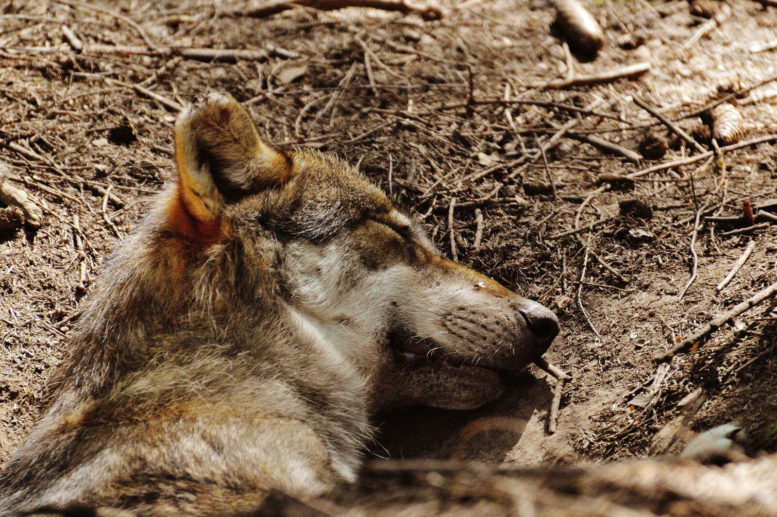 Nikon D3200 sample photo. Wolf, sleeping, relaxed photography