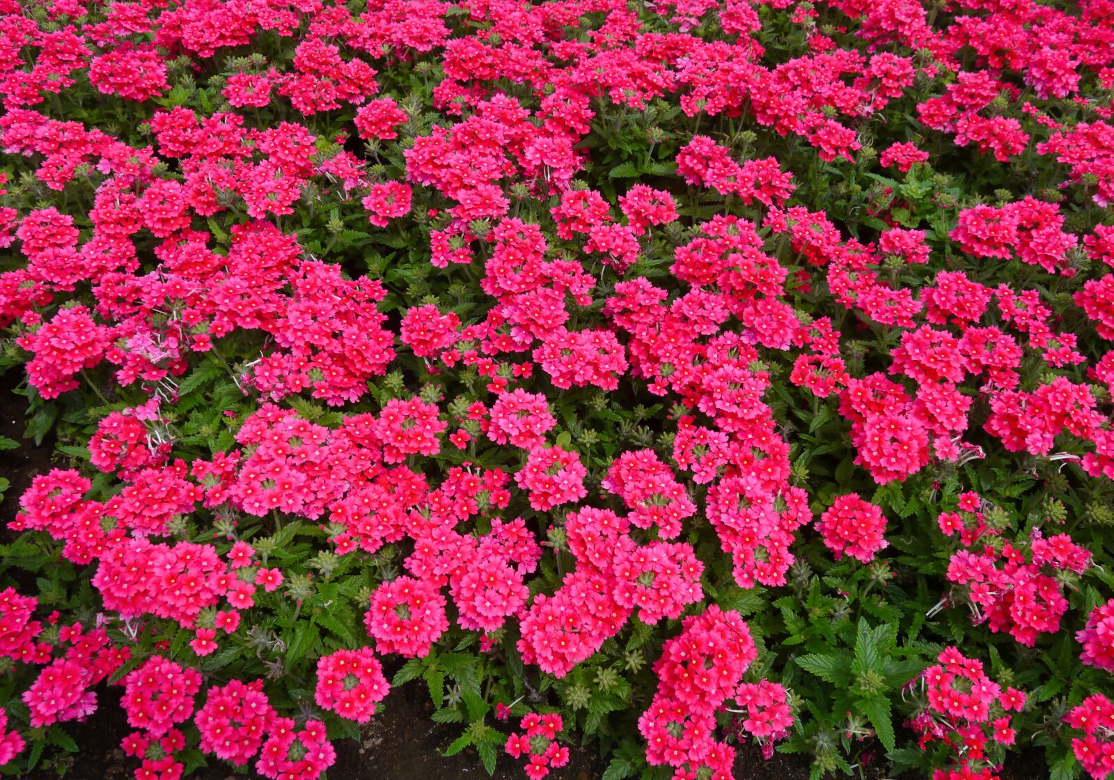 Panasonic Lumix DMC-GX1 sample photo. Flowers, red, pink photography
