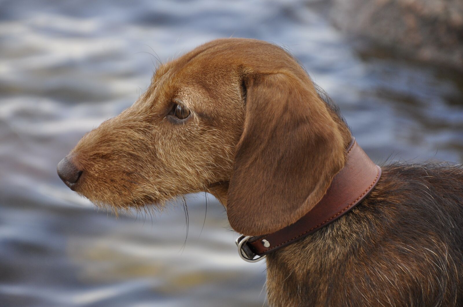 Nikon D90 sample photo. Dog, dachshund, beach photography