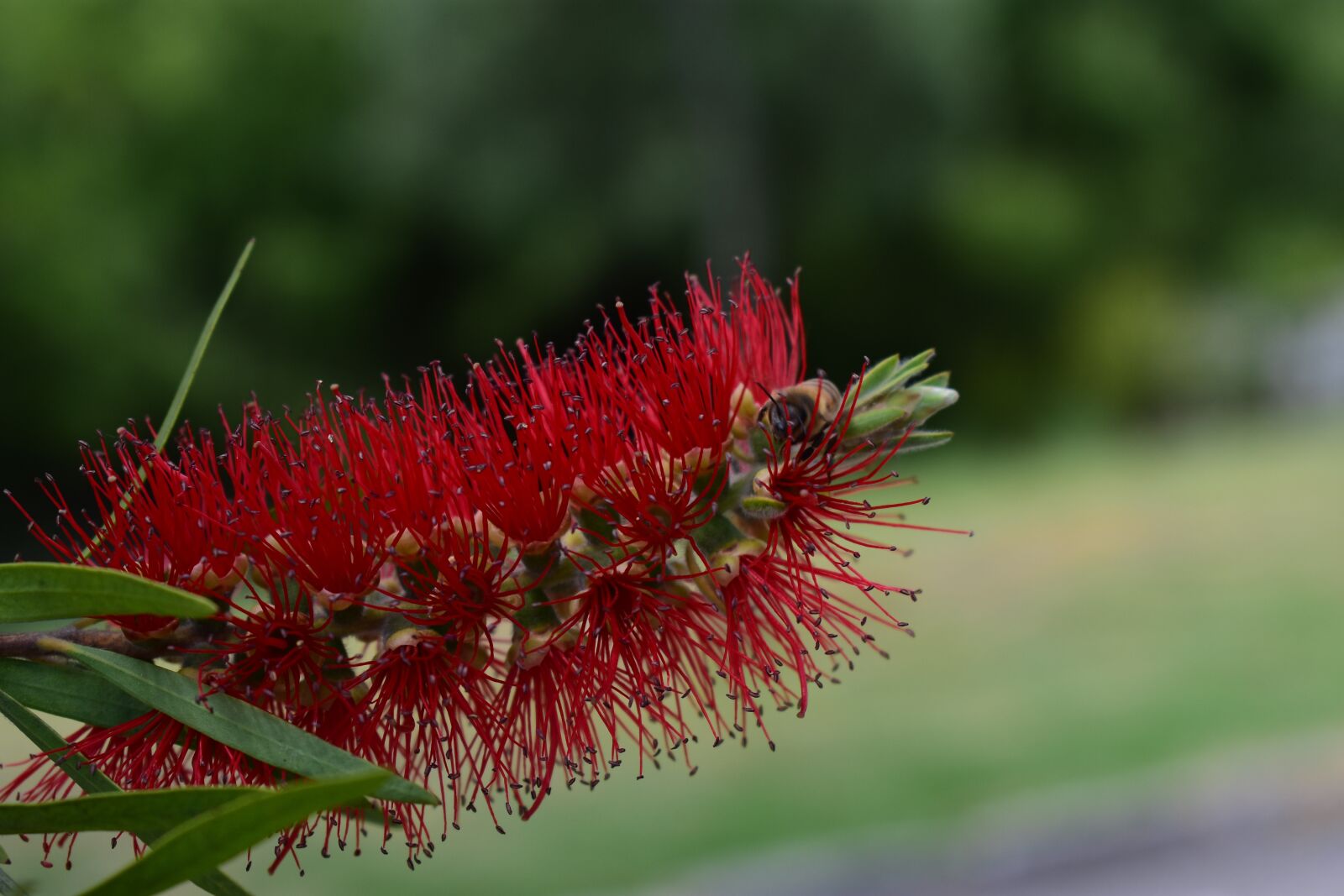 Nikon D3400 sample photo. Nature, plant, flower photography