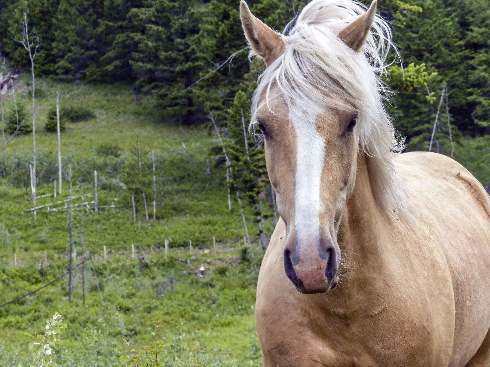 Panasonic Lumix DMC-FZ200 sample photo. Horse, mammal, animal photography