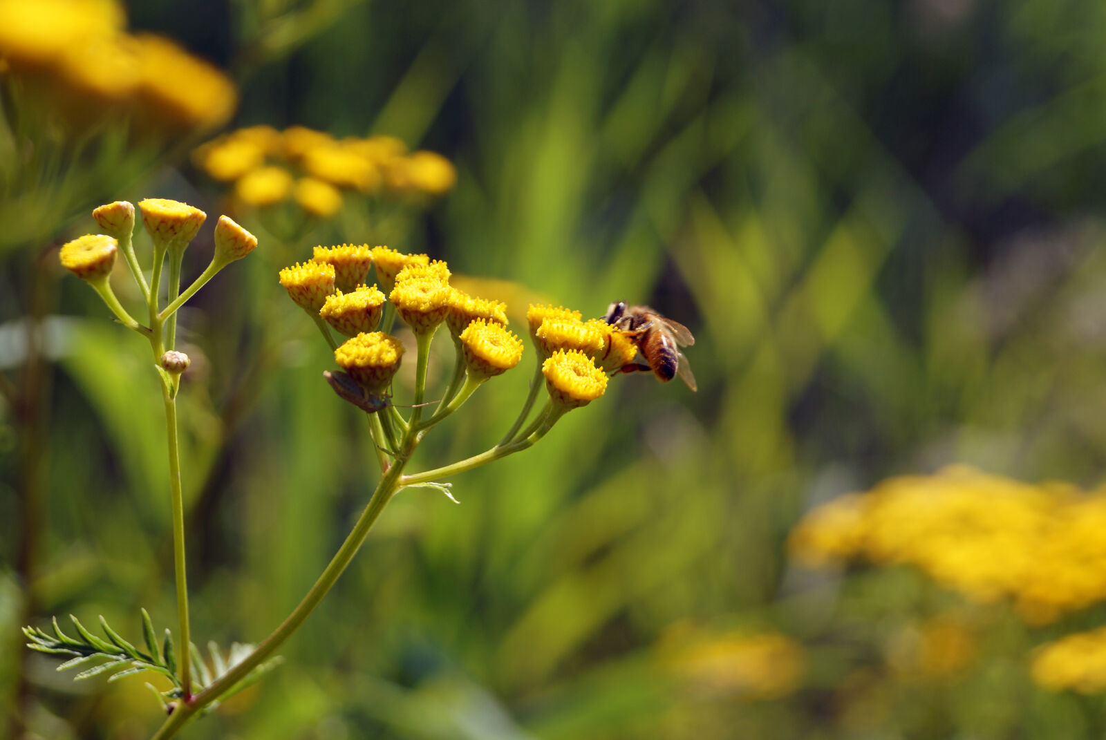 Sony DT 18-55mm F3.5-5.6 SAM II sample photo. Nature, flower, bee, insect photography