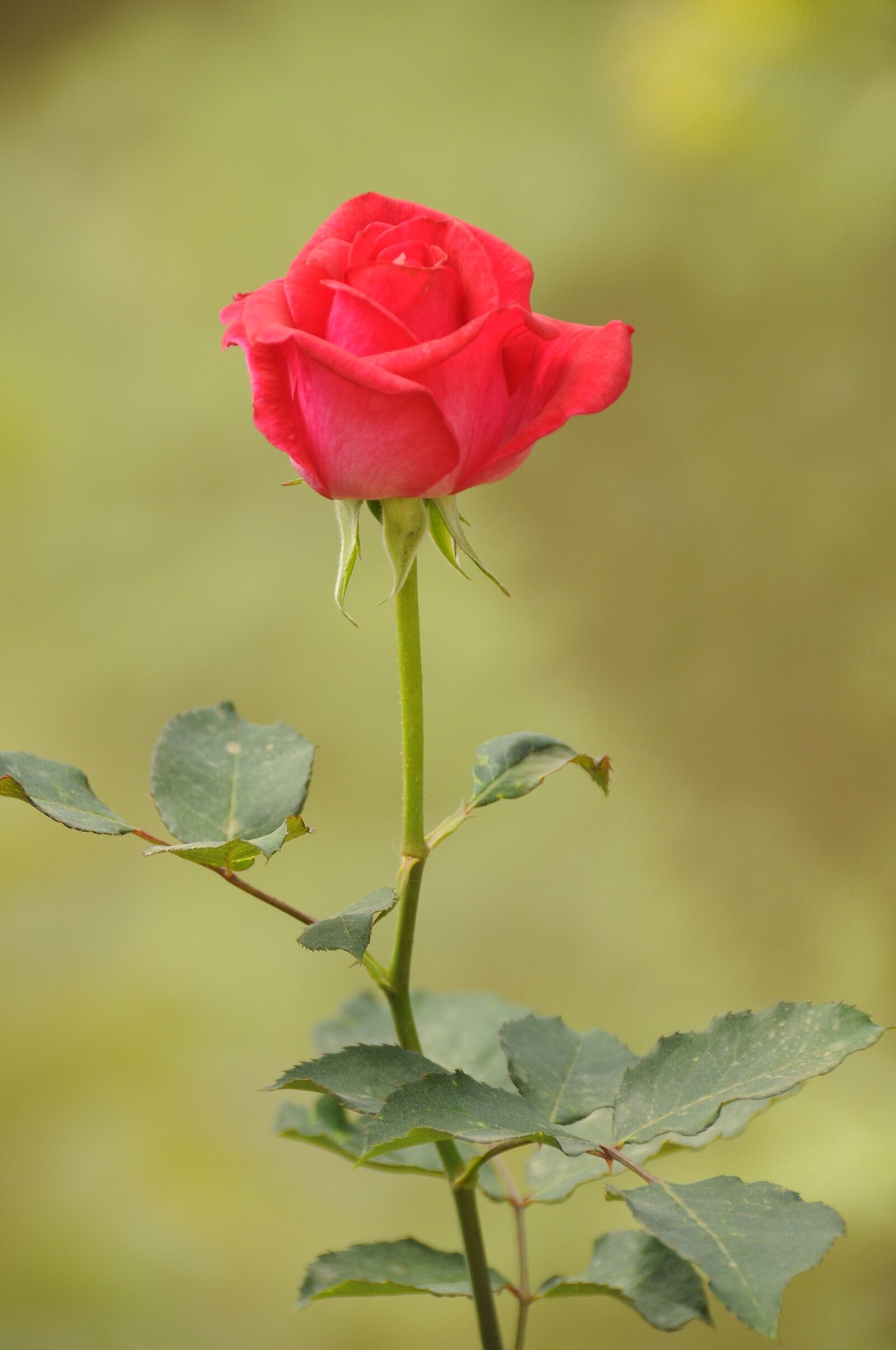 Nikon D90 sample photo. Flower, throat, red rose photography
