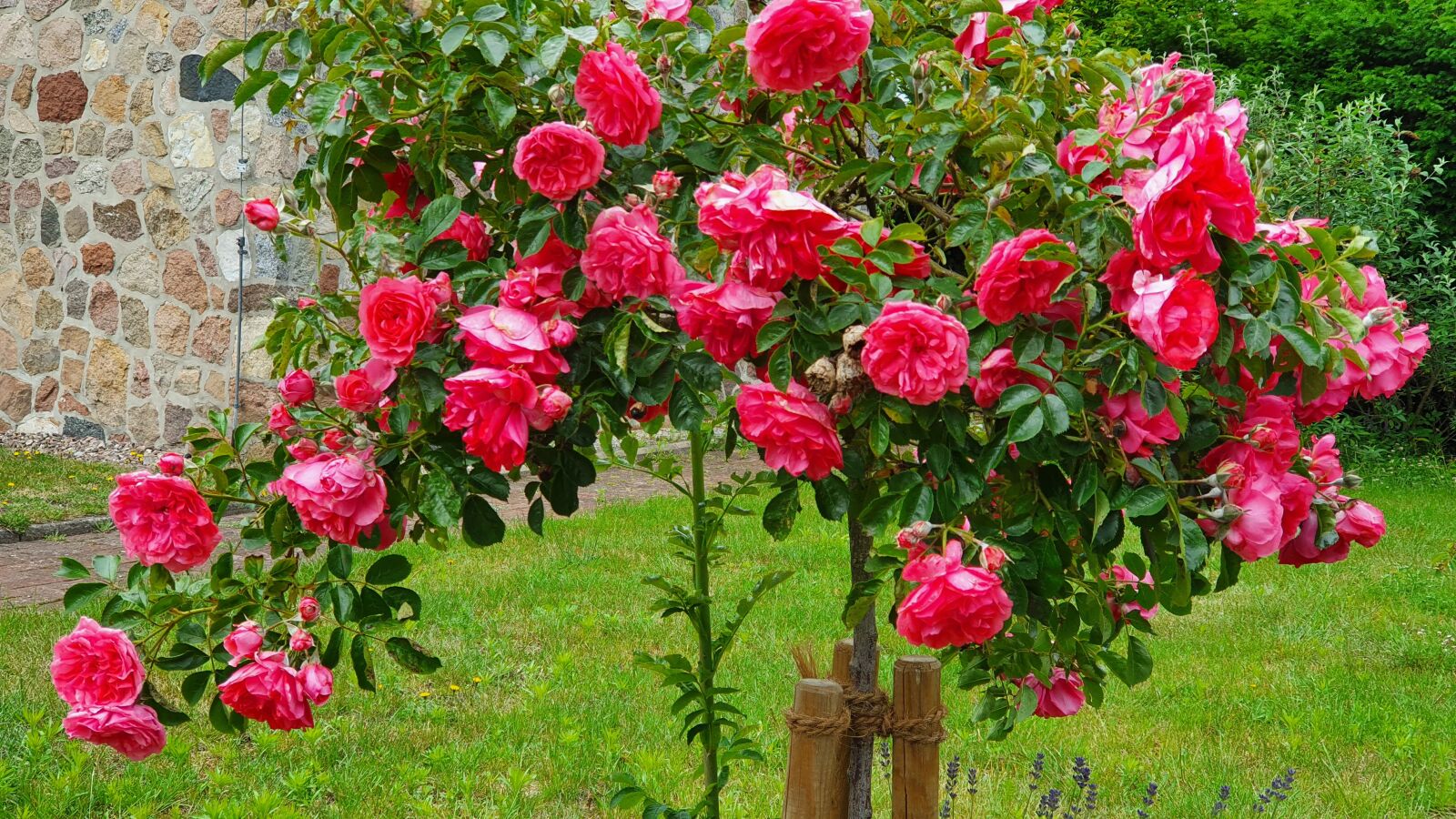 Samsung Galaxy S10 sample photo. Nature, flowers, rose photography
