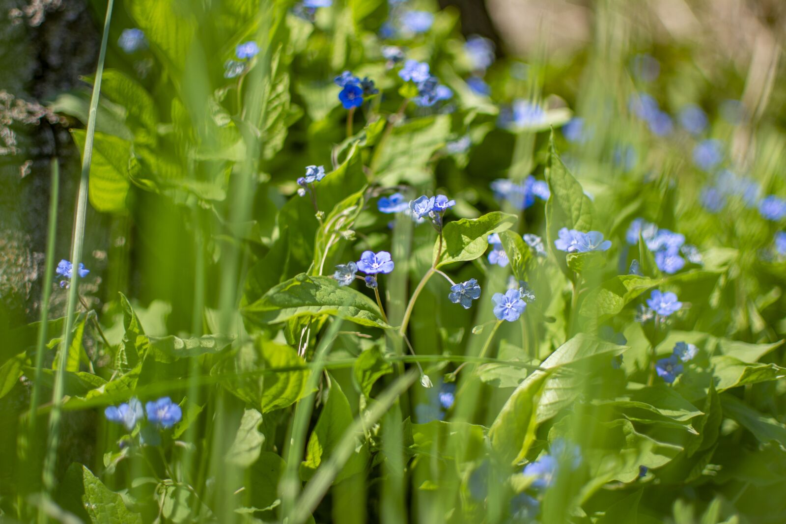 Nikon D5200 sample photo. Spring, sunny, flowers photography