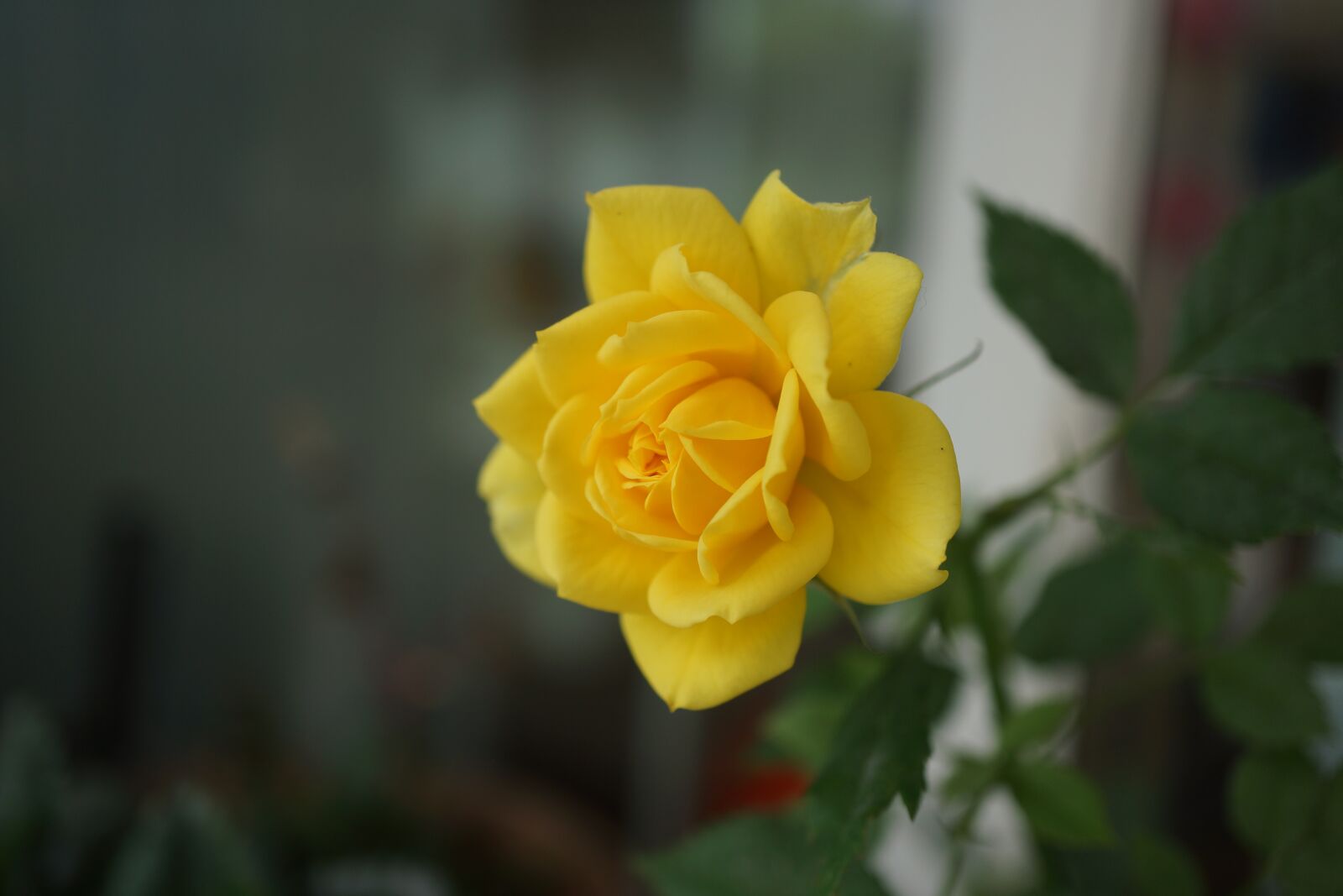 Sony Alpha NEX-7 + Sony E 30mm F3.5 Macro sample photo. Yellow, jasmine, plant photography