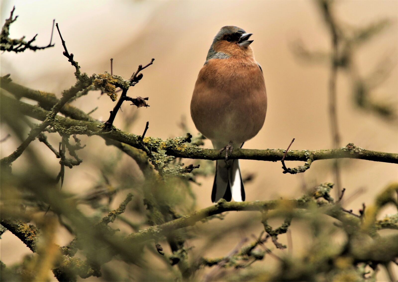 150-600mm F5-6.3 DG OS HSM | Contemporary 015 sample photo. Bird, bullfinch, juvenile bullfinch photography