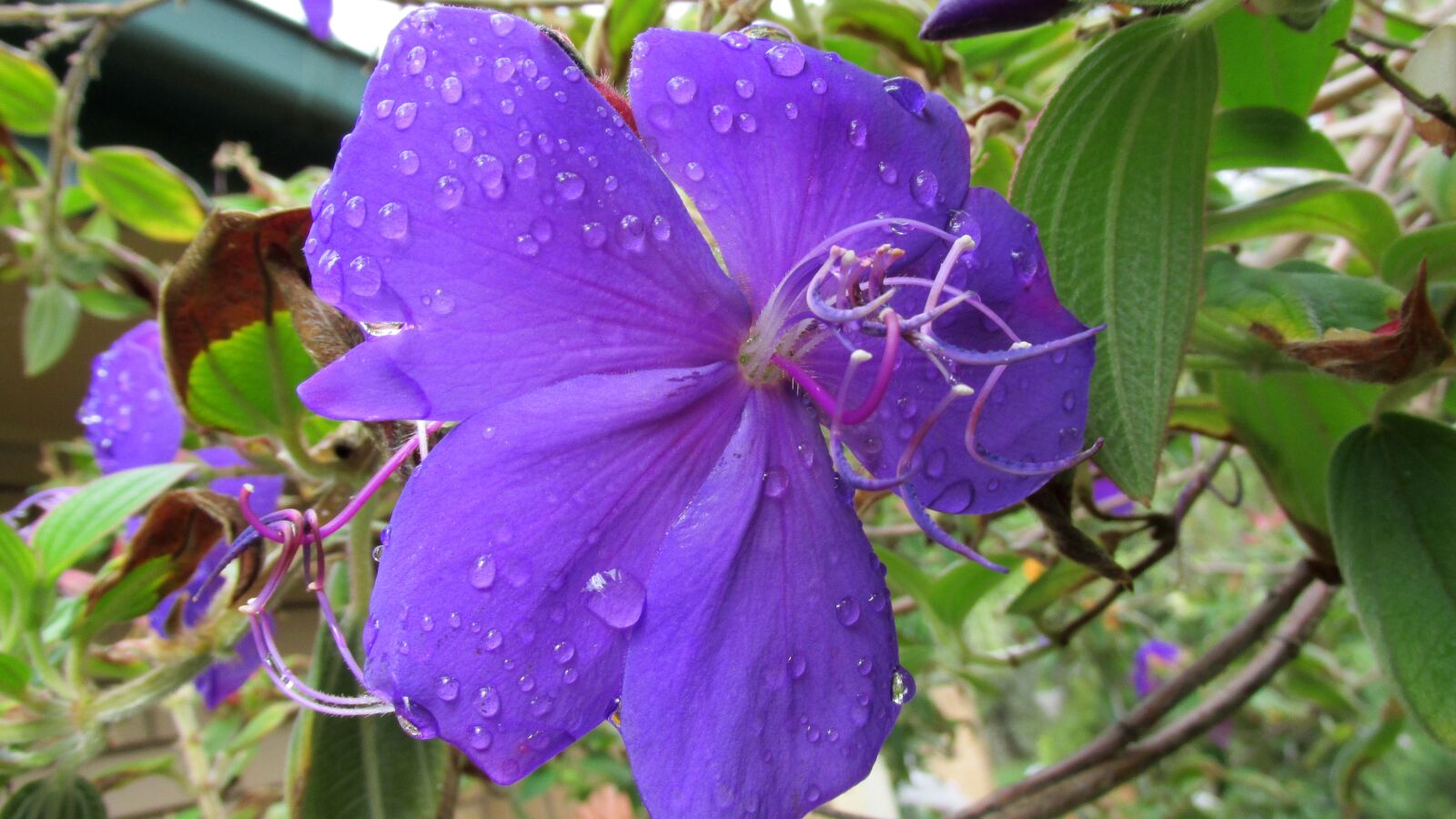 Canon PowerShot SX170 IS sample photo. Flower, raindrops, spring photography