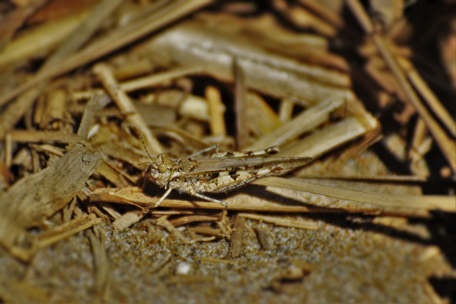 Canon EOS 600D (Rebel EOS T3i / EOS Kiss X5) sample photo. Grasshopper, insect, greece photography
