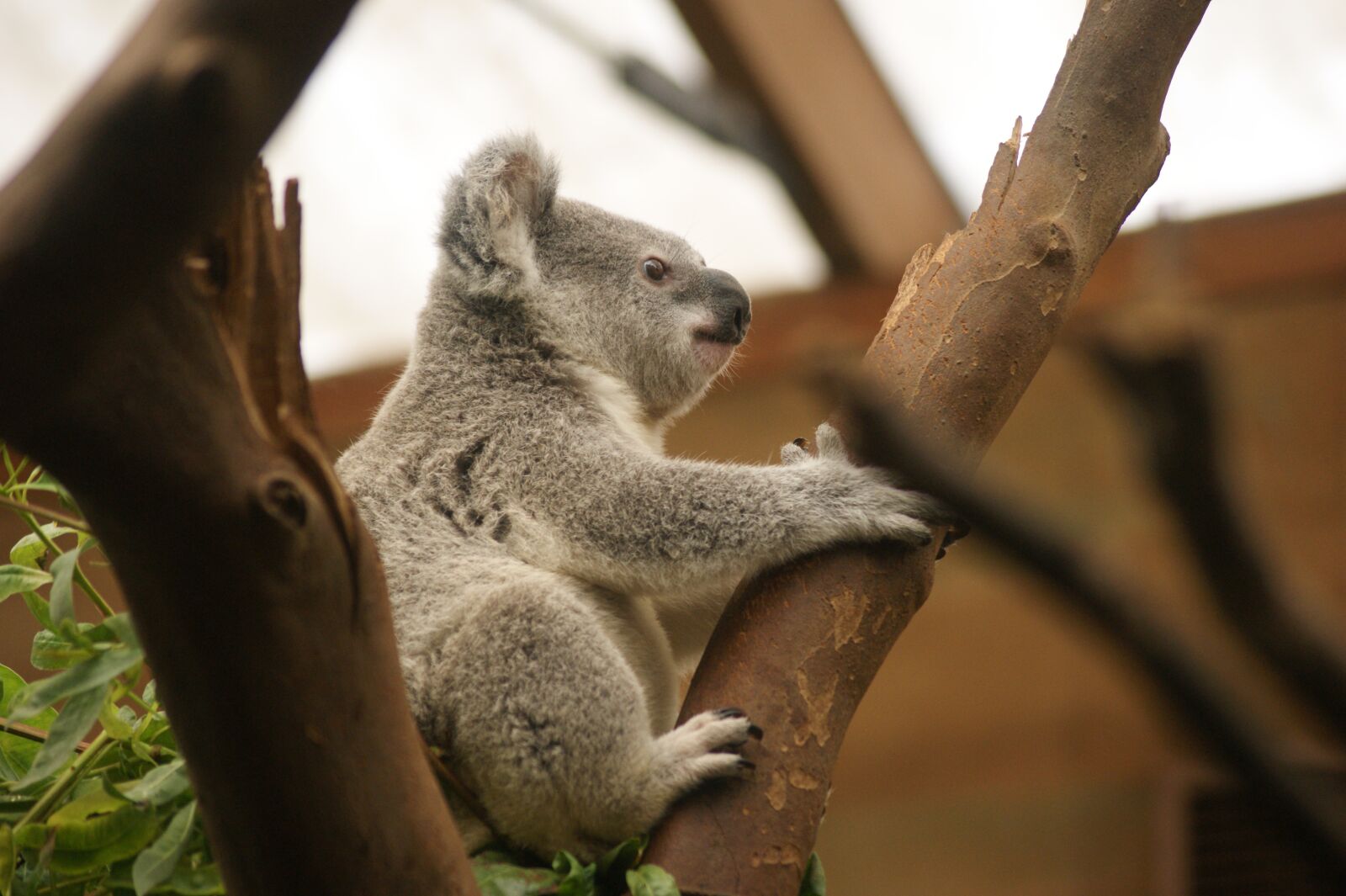 Sony Alpha DSLR-A390 sample photo. Koala, marsupial, animal photography