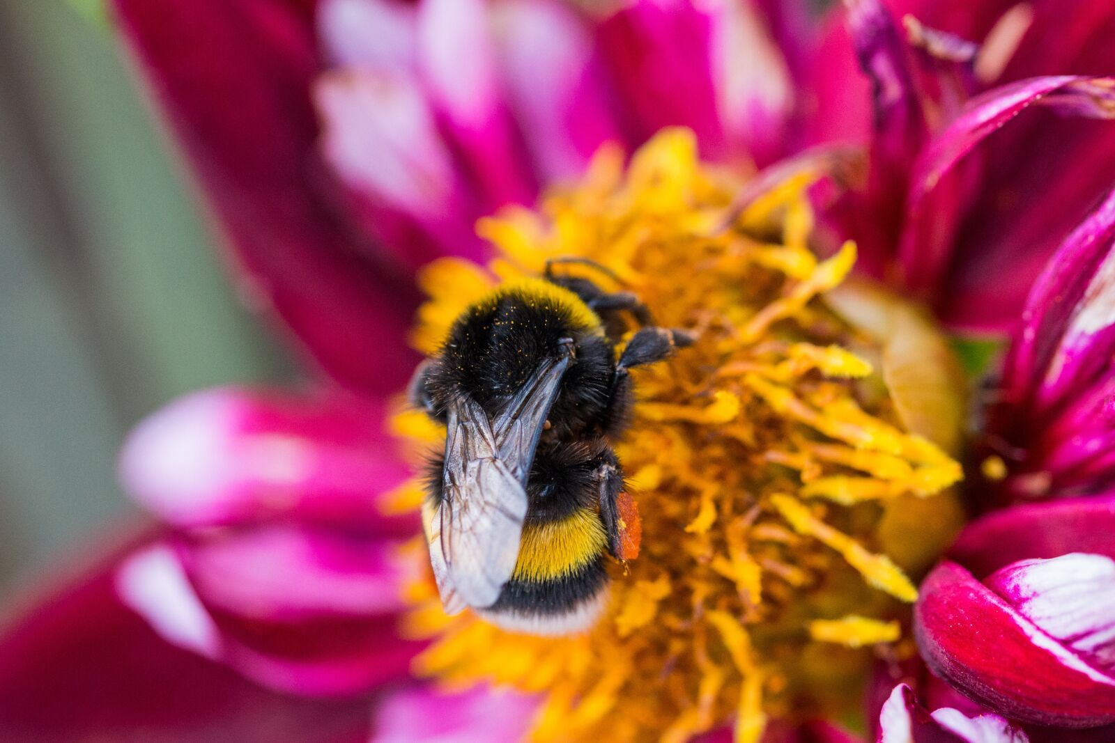 Canon EOS 70D sample photo. Dahlia hortensis, hummel, blossom photography