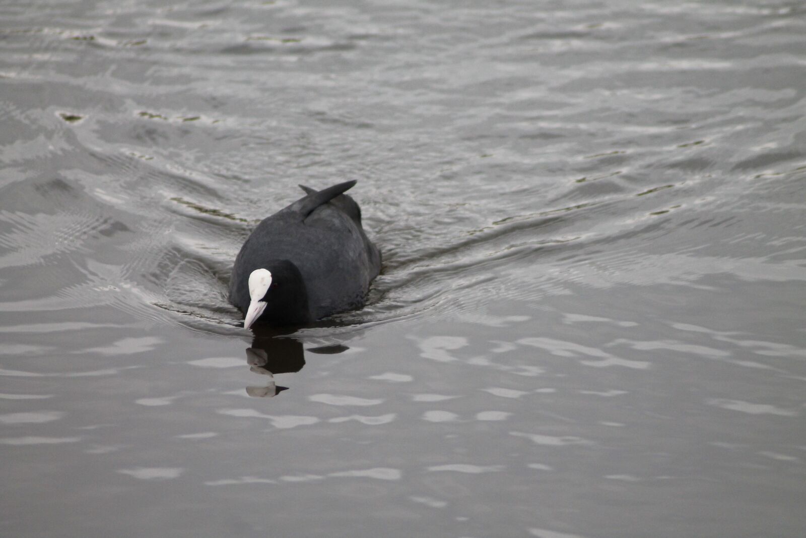 Canon EOS 1100D (EOS Rebel T3 / EOS Kiss X50) sample photo. Coot, fulica atra, water photography