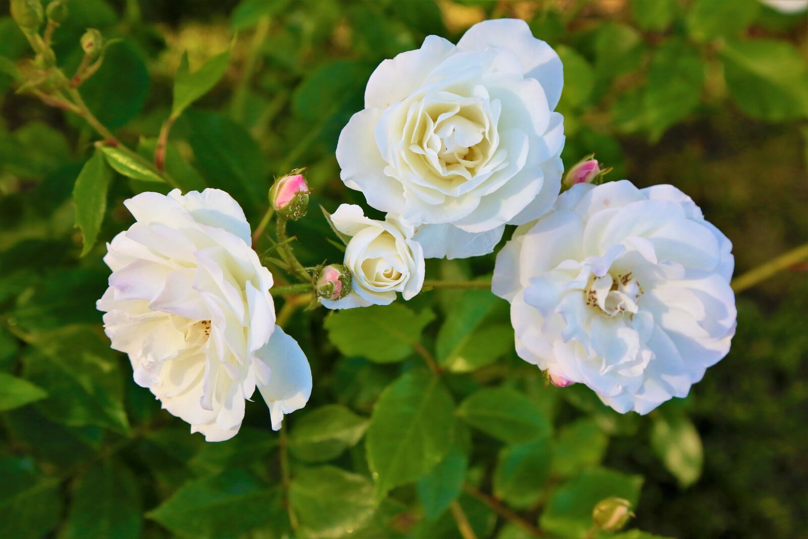 Canon EF 24-105mm F4L IS USM sample photo. Rose, spring, nature photography