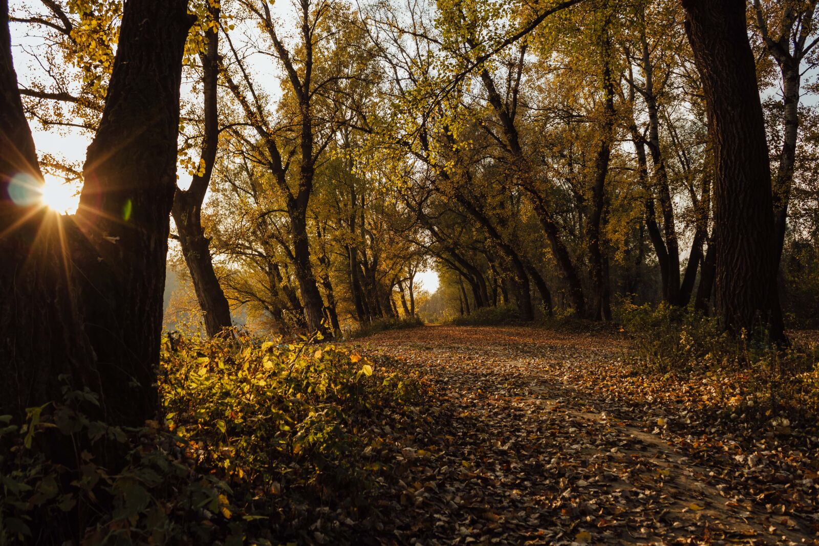 Canon EF-S 18-55mm F3.5-5.6 IS sample photo. Forest path, forest road photography