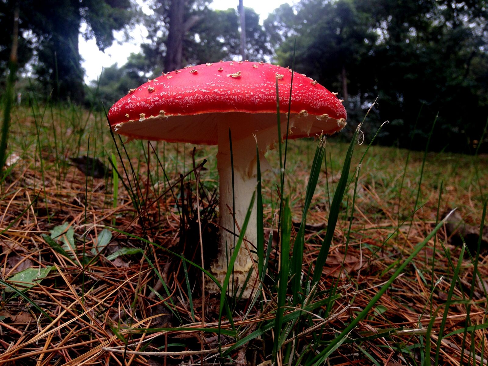 iPhone 5c back camera 4.12mm f/2.4 sample photo. Forest, grass, nature, pine photography
