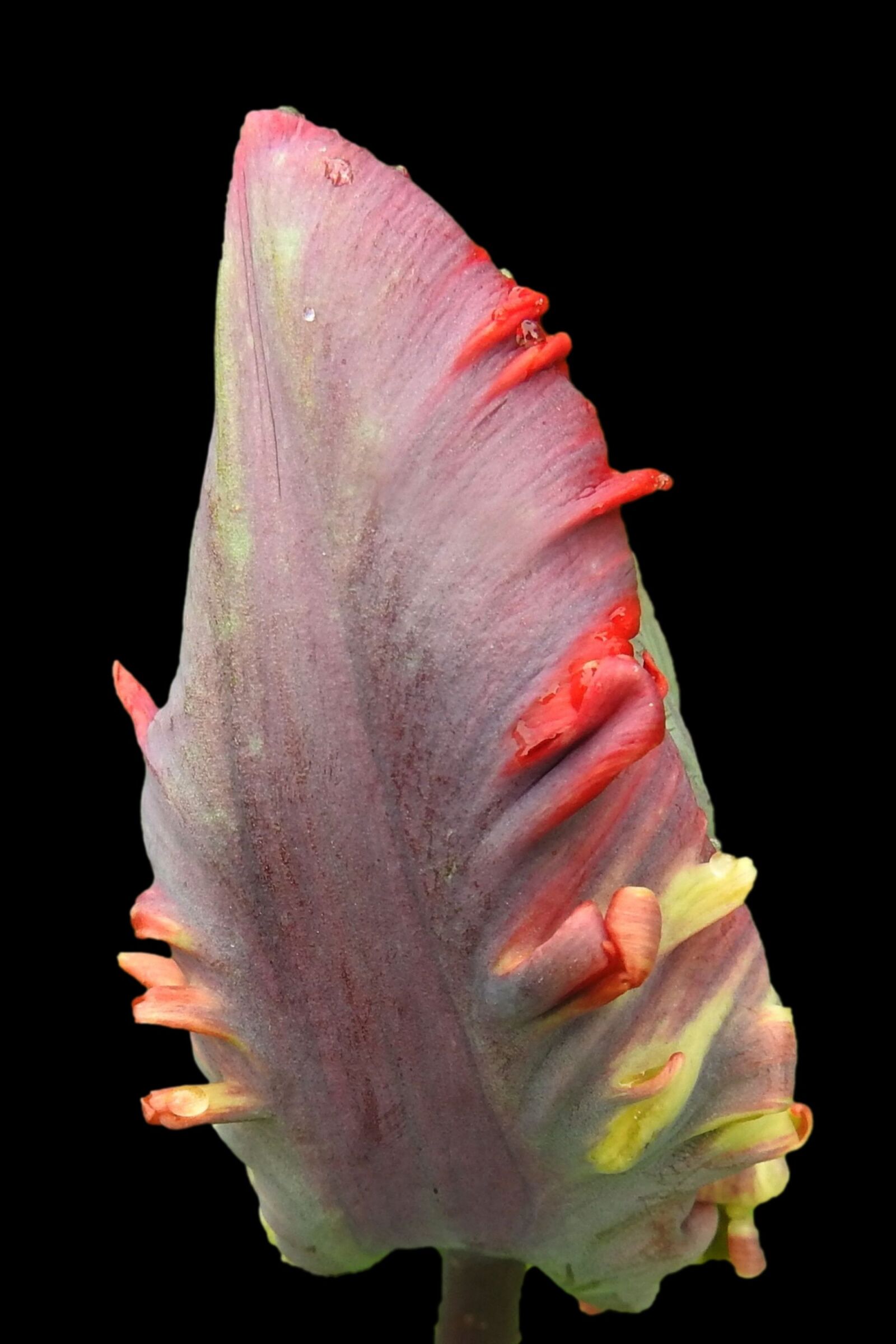Nikon Coolpix P900 sample photo. Tulip, blossom, bloom photography