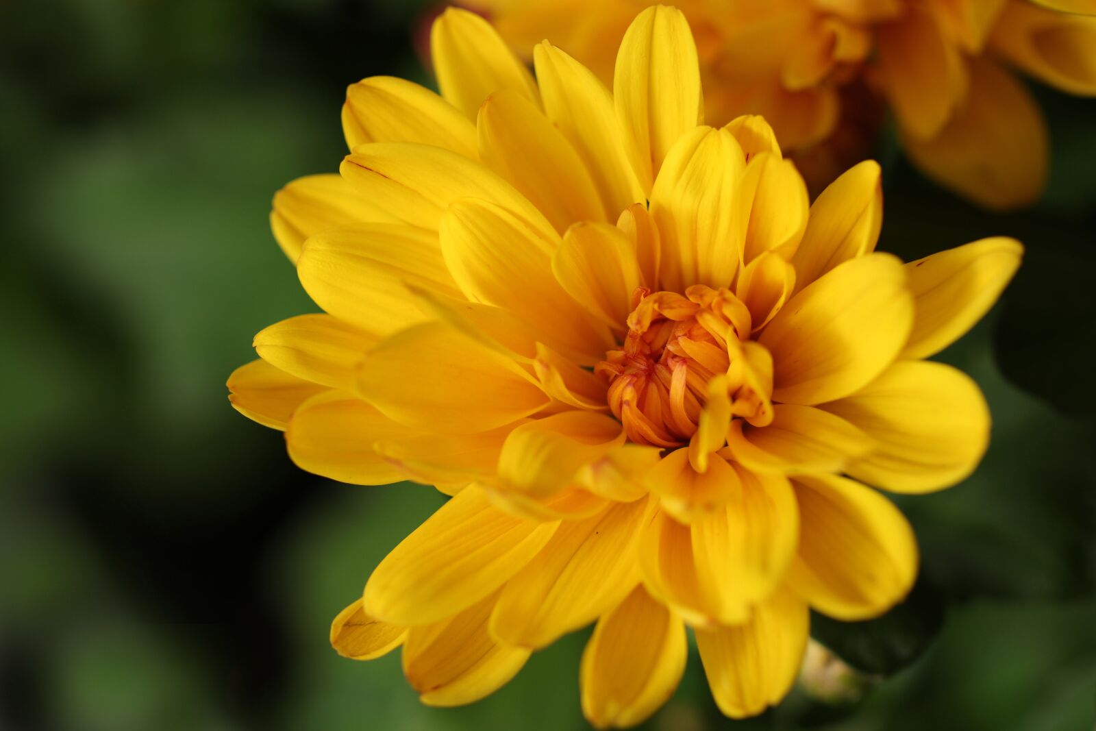 Canon EF 100mm F2.8L Macro IS USM sample photo. Chrysanthemum, flowers, flora photography