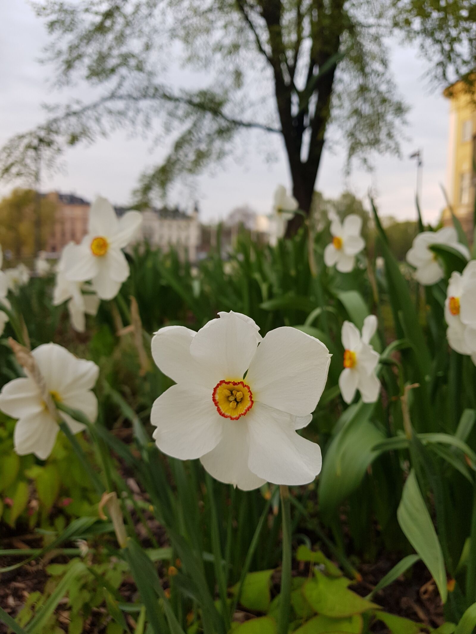 Samsung Galaxy S8+ sample photo. White flower, flowers, summer photography
