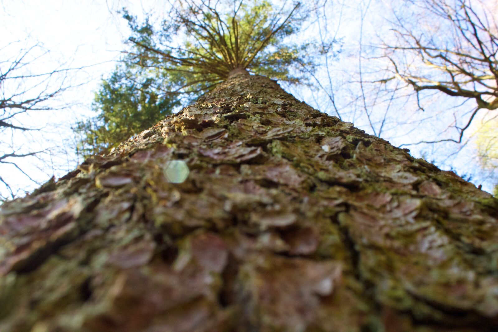 Canon EOS 600D (Rebel EOS T3i / EOS Kiss X5) sample photo. Tree, wood, tribe photography