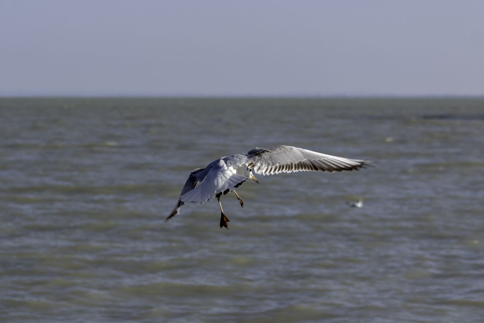 Canon EF75-300mm f/4-5.6 sample photo. Seagull, bird, water bird photography