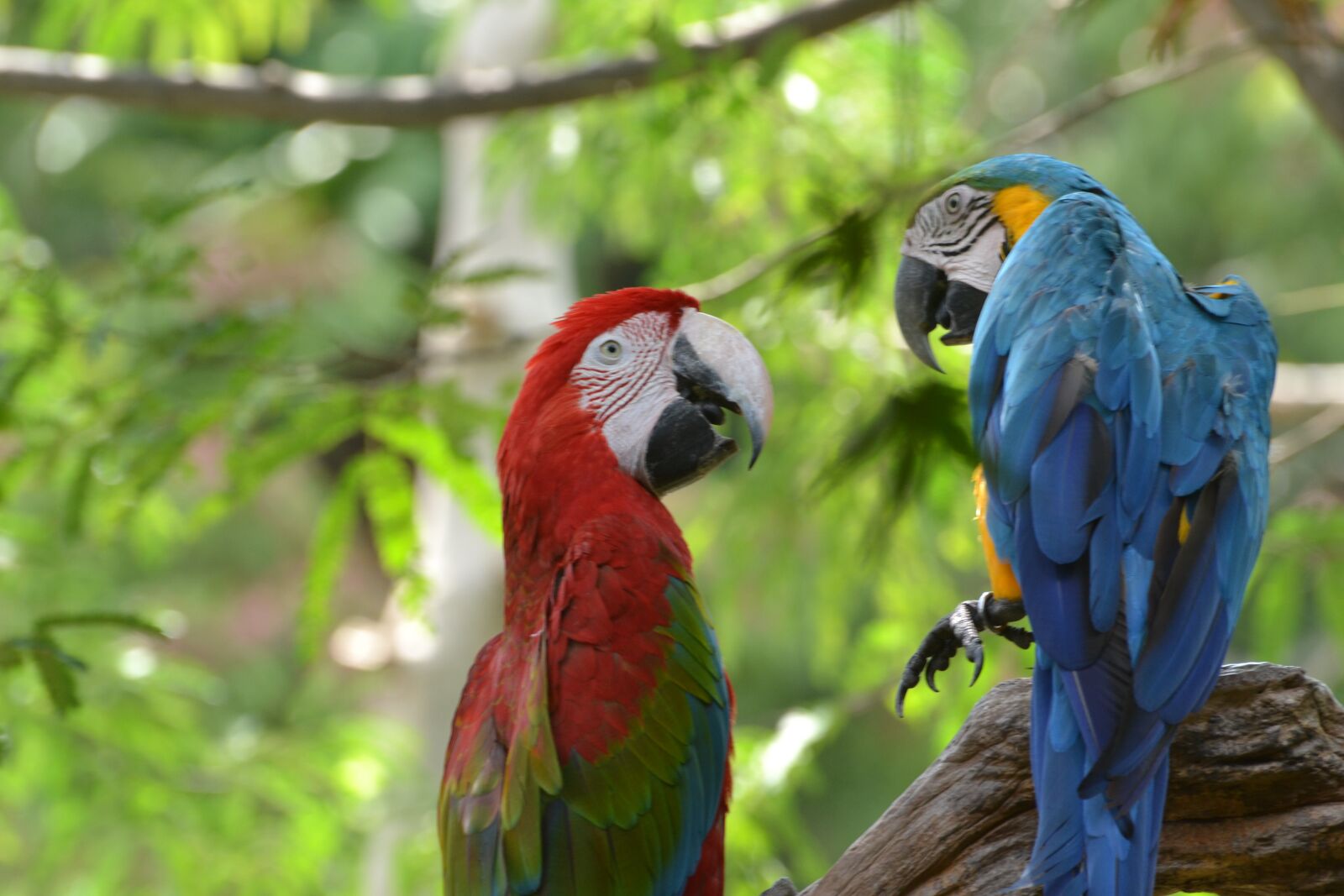 Nikon D3100 sample photo. Bird, macaw, parrot photography