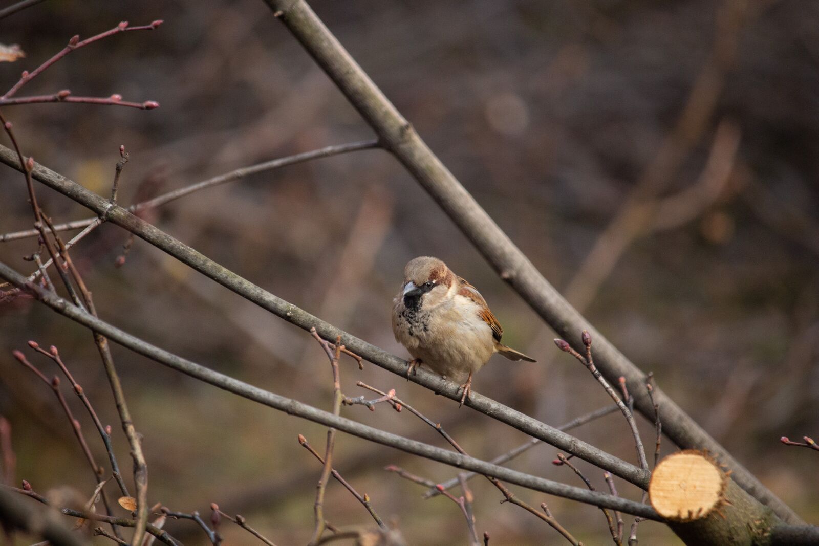 Canon EOS 100D (EOS Rebel SL1 / EOS Kiss X7) sample photo. Sparrow, bird, nature photography