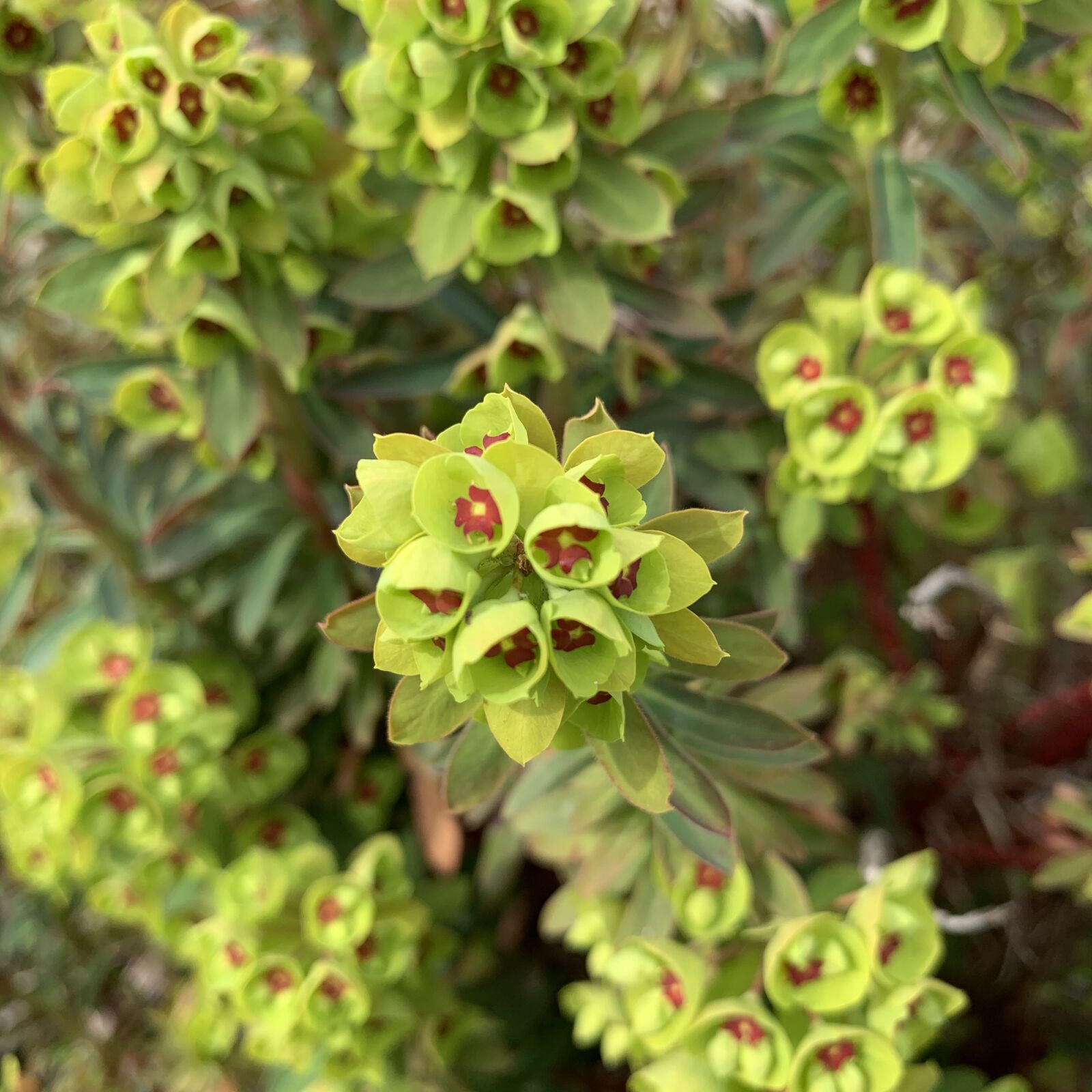 Apple iPhone XR sample photo. Green, leaf, nature photography