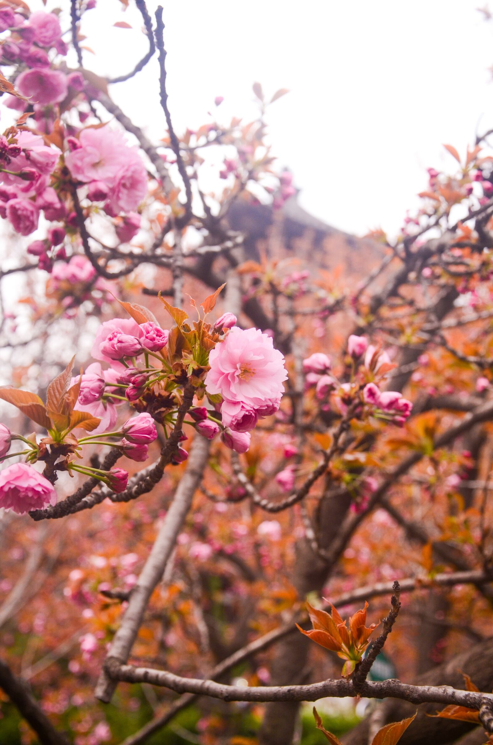 Nikon D7000 sample photo. Qinglong temple, cherry blossom photography